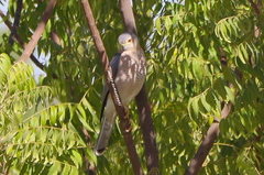 Accipiter badius