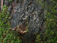 Protopannaria pezizoides