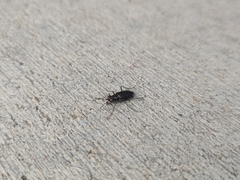 Cicindela punctulata