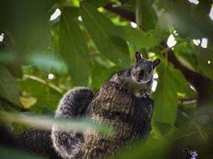 Sciurus yucatanensis