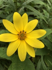 Helianthus divaricatus