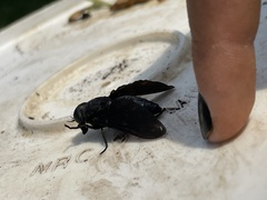 Tabanus atratus