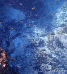 Neopomacentrus azysron