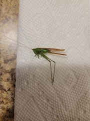 Conocephalus fasciatus