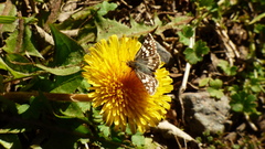 Burnsius orcynoides