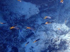 Neopomacentrus azysron