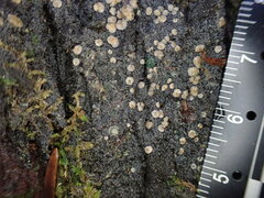 Protopannaria pezizoides