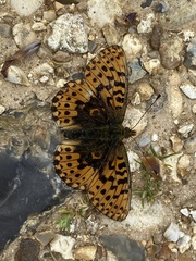 Boloria euphrosyne