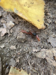 Camponotus chromaiodes