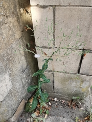 Lactuca virosa