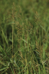Poaceae