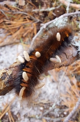 Microgastrinae
