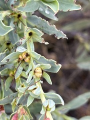 Lobostemon glaucophyllus