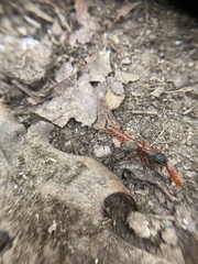 Camponotus chromaiodes