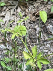 Sanicula canadensis