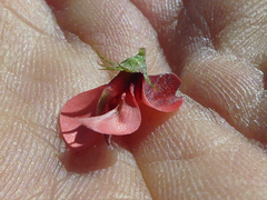 Indigofera heterophylla