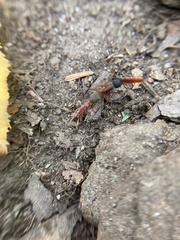 Camponotus chromaiodes