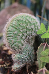 Cactaceae