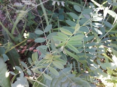 Vicia sativa