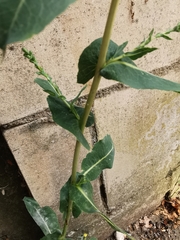 Lactuca virosa