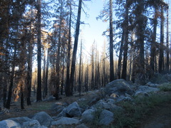 Pinales