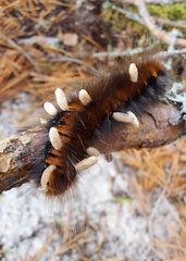 Microgastrinae
