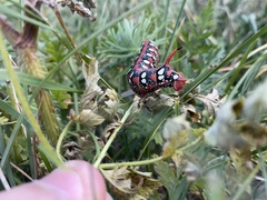 Hyles euphorbiae