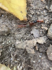 Camponotus chromaiodes