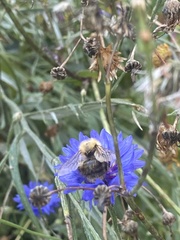 Bombus pascuorum
