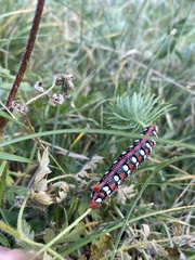 Hyles euphorbiae