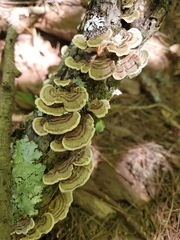 Polyporaceae