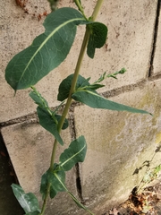 Lactuca virosa