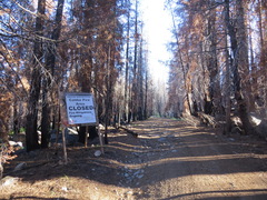 Pinales