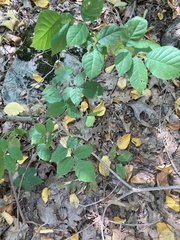 Fraxinus pennsylvanica
