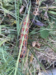 Hyles euphorbiae