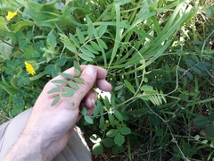 Vicia sativa
