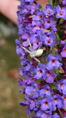 Thomisidae