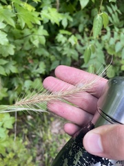 Elymus canadensis