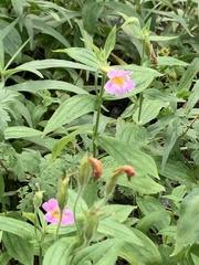 Erythranthe erubescens