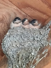 Hirundo rustica erythrogaster