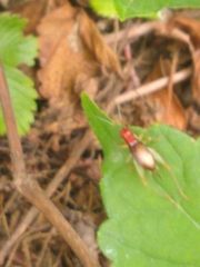 Phyllopalpus pulchellus