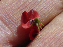 Indigofera heterophylla