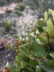 Melasphaerula graminea