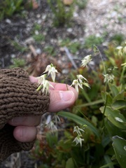 Melasphaerula graminea