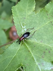 Phyllopalpus pulchellus