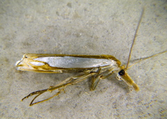 Crambus watsonellus