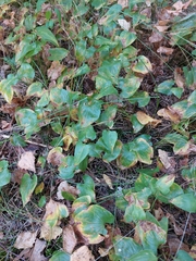 Maianthemum bifolium