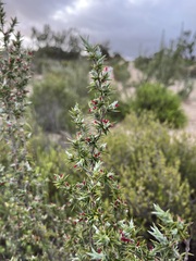 Cliffortia ruscifolia