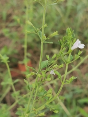 Clinopodium nepeta