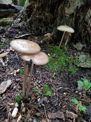 Oudemansiella